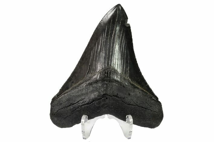 Serrated, Fossil Megalodon Tooth - South Carolina #151800